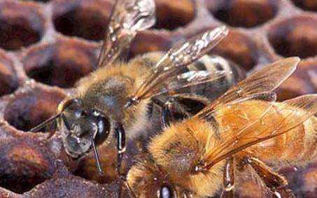 蜜蜂硫磺中毒有什么解药 蜜蜂升华硫中毒不化虫怎么