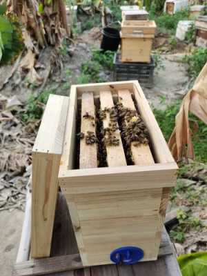 蜂箱里的蜜蜂太多了怎么处理-出密的蜂箱叫什么