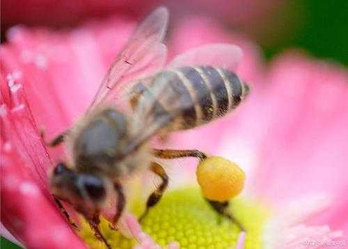 蜜蜂怎么加入花粉（蜜蜂如何把花粉酿成蜜）