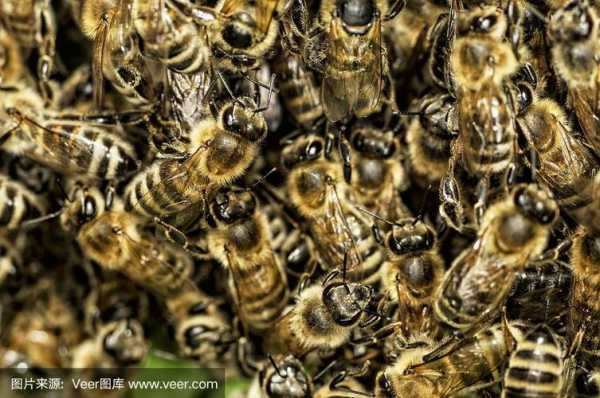 意大利蜜蜂的养殖与管理技术-意大利蜜蜂长什么样子