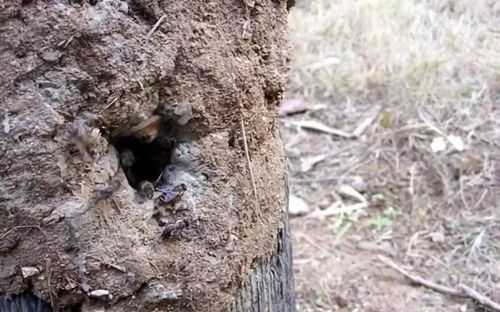 树洞里有蜜蜂有什么办法让它出来-树洞发现蜜蜂怎么收回