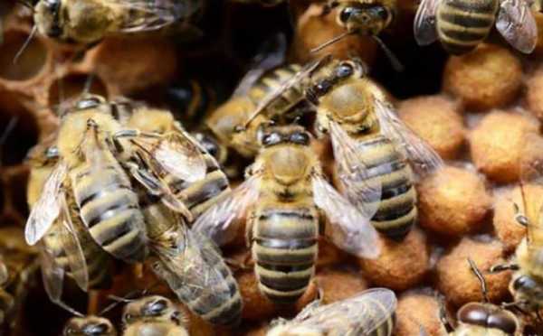蜜蜂年产多少斤蜜 蜜蜂产多少蜂蜜