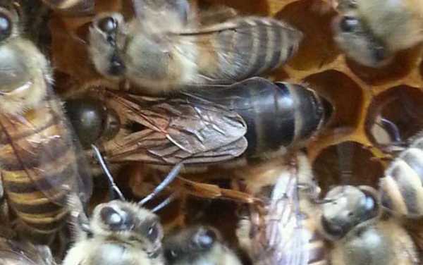 蜂子虫多少钱一斤 蜂子多少钱一斤2020