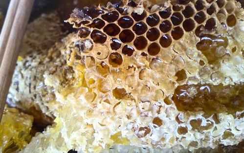中蜂怎么取蜜蜂窝-中蜂怎么取蜜
