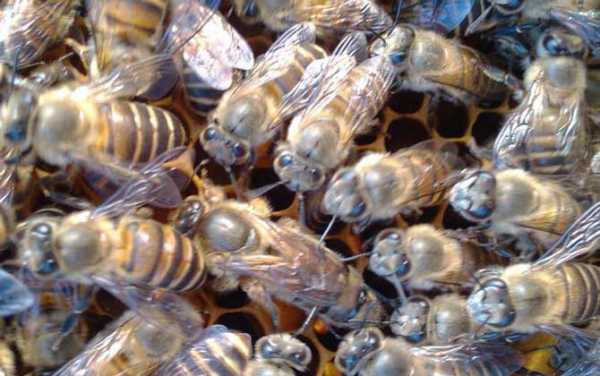 蜜蜂秋繁技术指导视频
