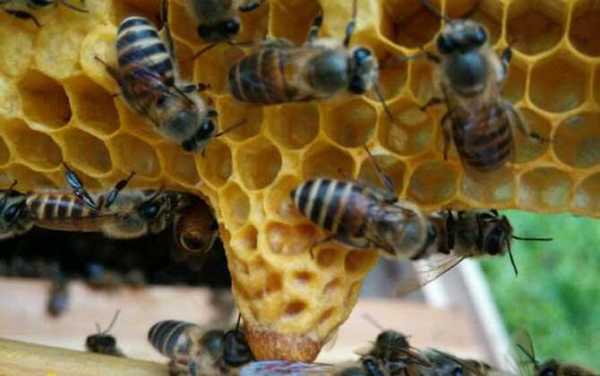  怎么培育意蜂雄蜂「意蜂怎么繁殖快」