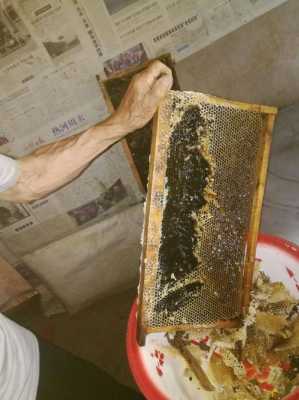 意蜂蜂蜜是什么蜂蜜