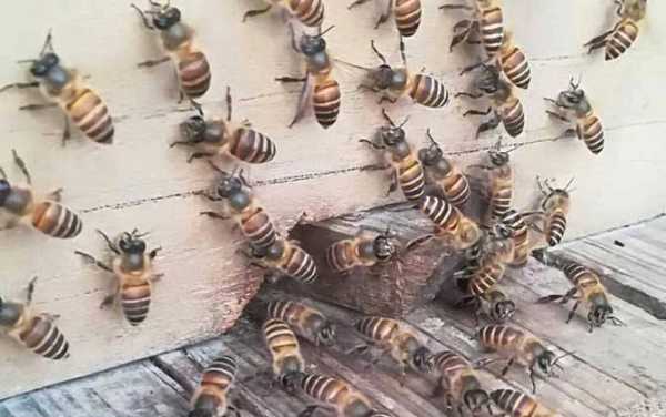  浙江野生蜜蜂有多少品种「浙江野生中蜂的品种有哪些」