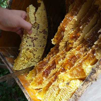 一大块儿的蜂巢蜜黑乎乎的怎么吃
