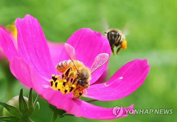 蜜蜂采集花粉为什么是捕食,蜜蜂采花粉是为了什么 