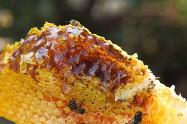  蜂蜜里含有多少蜂毒「蜂蜜里含有多少蜂毒物质」