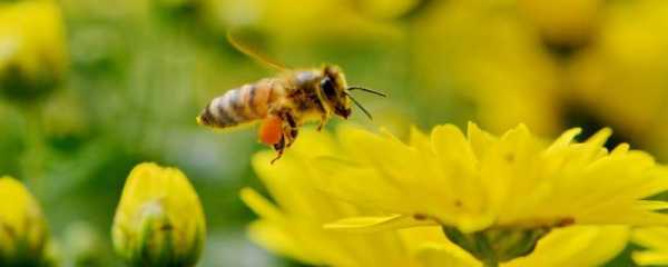 蜜蜂几点采水 蜜蜂什么时间采水