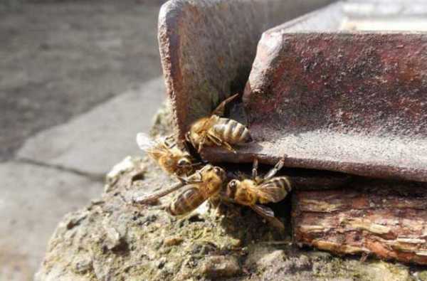 刚抓回来的蜜蜂要喂食几天-刚抓回来蜜蜂怎么养