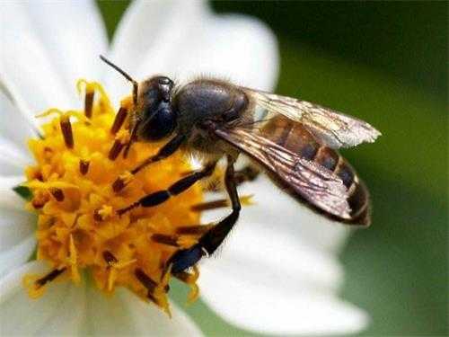  中蜂蜂蜜多少度的水合适「中蜂多少度出来采蜜」