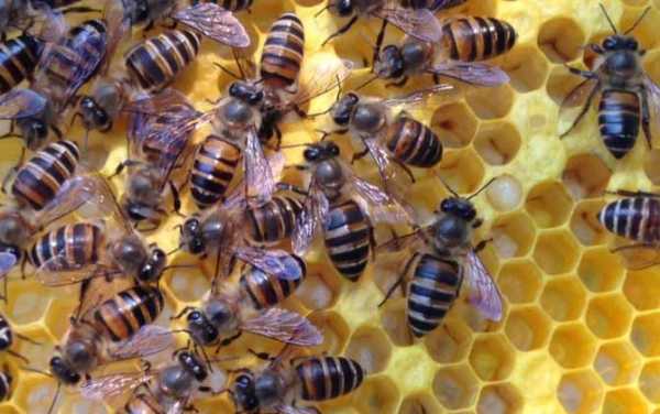 工蜂遇见蜂王会怎么样（蜂群中的蜂王和工蜂分别是什么性别）