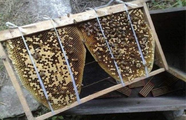 分蜂出来的蜜蜂怎么过箱
