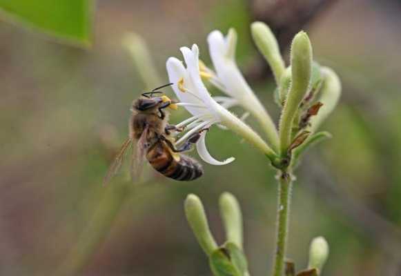 什么花喜欢蜂蜜水 什么植物喜欢蜂蜜水