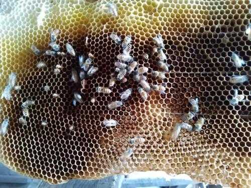养中蜂出现子压蜜怎么办,中蜂蜜压子怎么回事 