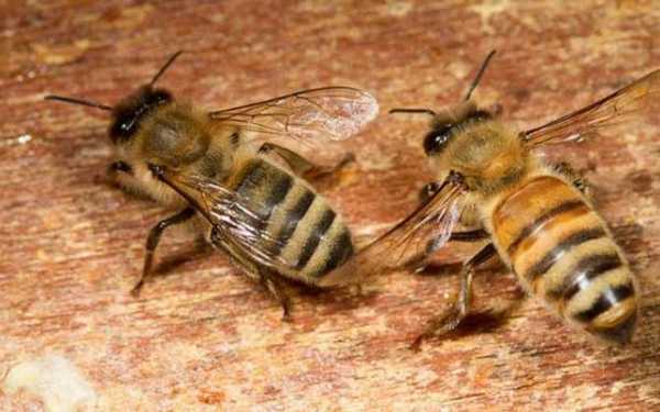  野生蜂和蜜蜂有什么不同「野生蜂和家养蜂区分」