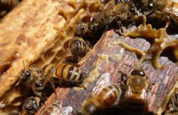  野生蜂和蜜蜂有什么不同「野生蜂和家养蜂区分」