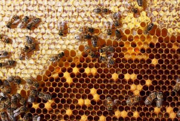  蜜蜂巢的深度是多少「蜜蜂筑巢高度」