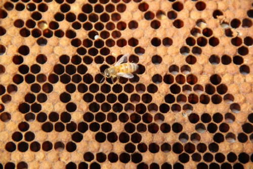  蜜蜂巢的深度是多少「蜜蜂筑巢高度」