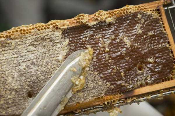 蜜蜂为什么会分泌蜂蜡