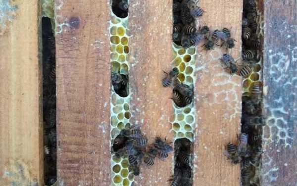 中蜂工蜂产卵怎么办_中蜂工蜂产卵怎么处理
