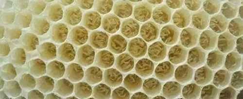 中蜂工蜂产卵怎么办_中蜂工蜂产卵怎么处理