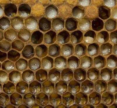 蜜蜂脾的距离多少_蜜蜂子脾一般在中间还是边上