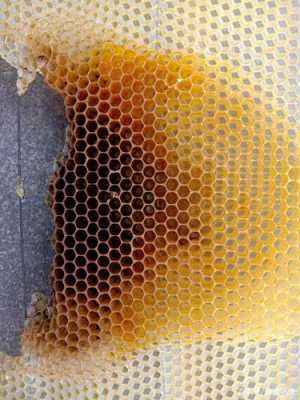  中蜂自造脾厚度多少「中蜂自然巢脾多宽多高」