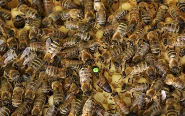 一箱蜂能产多少蜜,一箱蜂多少只 