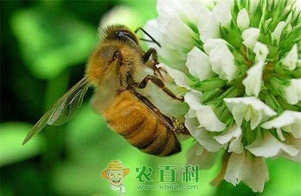 蜜蜂春季用什么药-蜜蜂春季喂什么好