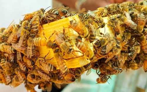 蜜蜂达到多少_蜜蜂大概多大