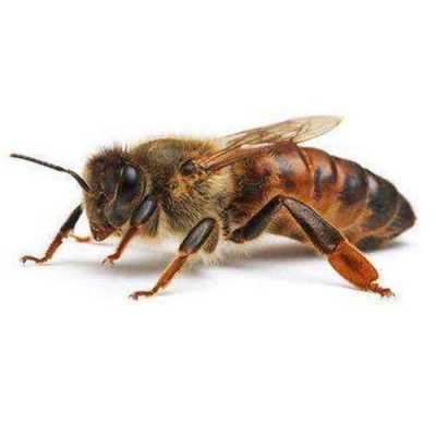蜂毒治疗那些疾病 蜂毒治疗用的是什么蜂种