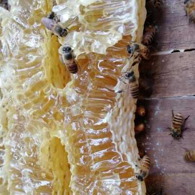 一桶蜂子一年能取多少蜂蜜 养蜂一桶有多少蜜