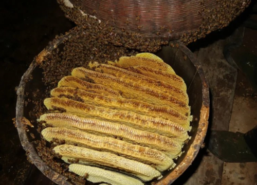一桶蜂子一年能取多少蜂蜜 养蜂一桶有多少蜜