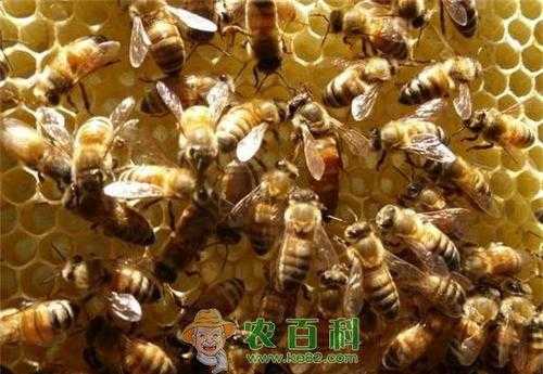 蜜蜂流蜜期高产管理 蜜蜂留蜜期是什么时候