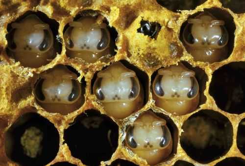 蜜蜂从幼虫到出房都吃什么,蜜蜂幼虫是怎么吃饭的 