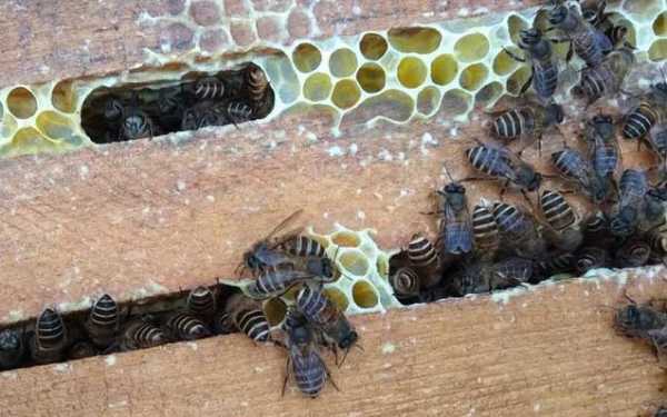  土蜂相种内有多少「土蜂分蜂有几次」