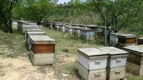 养蜂场有多少箱