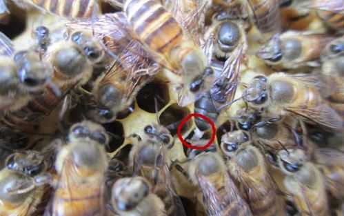 蜜蜂出房后多少天交尾 蜜蜂出房后多少天交尾