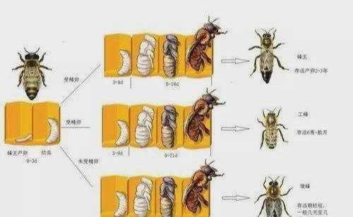 蜜蜂出房后多少天交尾 蜜蜂出房后多少天交尾
