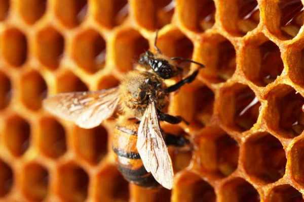 为什么蜜蜂会咬子脾_蜜蜂为什么会咬蜂巢