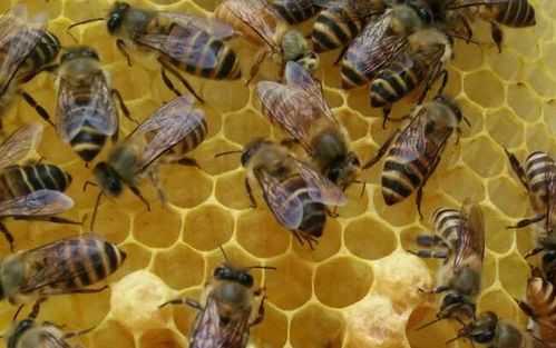 为什么蜜蜂会咬子脾_蜜蜂为什么会咬蜂巢