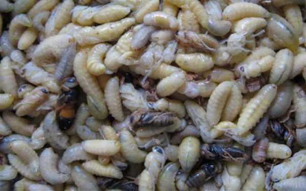 女人吃马蜂蛹有什么好处和功效-女人吃马蜂蛹有什么好处
