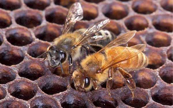蜜蜂怎么产蜜蜂,蜜蜂是怎么产蜜的呀 
