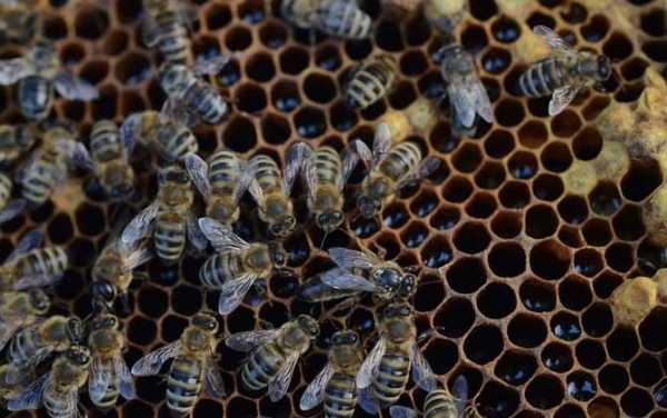 怎么养蜜蜜蜂,怎么养蜜蜜蜂视频教程 