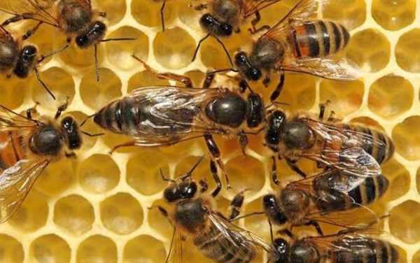 什么蜜蜂分蜂慢,哪种蜜蜂 