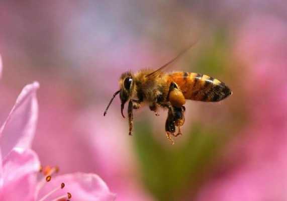 华东地区蜜蜂什么时间春繁（蜜蜂几月份出来采花蜜）